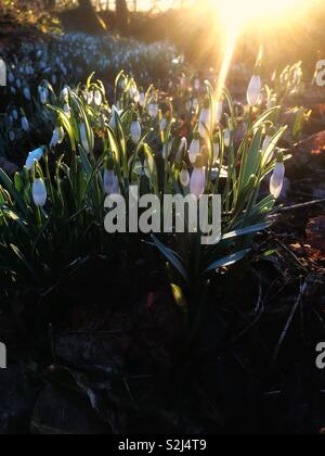 Cadute di neve nella luce del mattino, come i primi raggi del giorno illuminare i fiori. Foto Stock