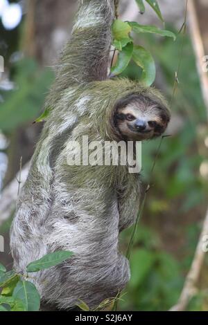 Una tre-dita bradipo appeso fuori su un ramo in Costa Rica - lampeggiante sua wining sorriso. Foto Stock