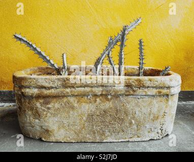 Cactus in una terrina di coccio Foto Stock