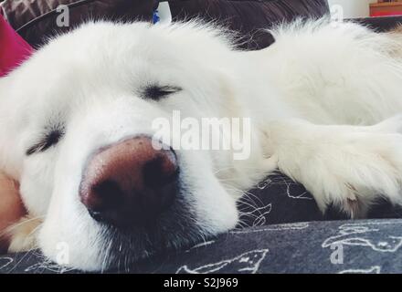 Cane bianco dormire vicino di naso e viso Foto Stock