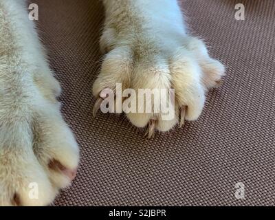 Cat zampe con artigli estesa Foto Stock