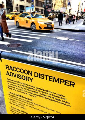 Un procione cimurro segno consultivo su una strada di barricate sulla Fifth Avenue nel centro di Manhattan, New York City, Stati Uniti d'America Foto Stock