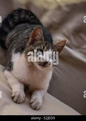 Giocoso tabby gattino pronto a balzare Foto Stock