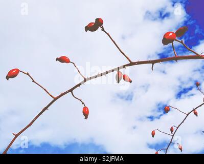 Rosa Mosqueta ramo arbusto su un soleggiato fine giornata invernale con il cielo come sfondo. Foto Stock