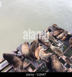 I leoni di mare in appoggio a Santa Cruz Wharf, Santa Cruz, in California, negli Stati Uniti Foto Stock