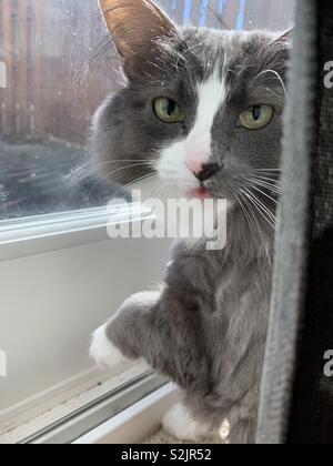 Gatto di casa spuntavano lingua con una zampa in aria. Foto Stock