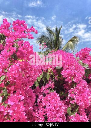 Belle fioriture di bouganville. Foto Stock