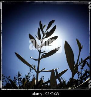 Albero di olivo sparare con nuovi grappoli di fiori contro il sole di primavera, Catalogna, Spagna. Foto Stock