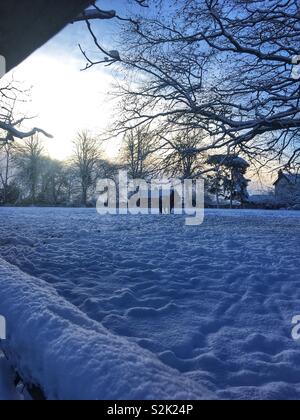 Il cavallo in un campo in un giorno di neve nel Regno Unito Foto Stock