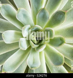 Una chiusura di un verde e lussureggiante di piante succulente in una cornice quadrata con spazio di copia Foto Stock