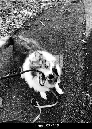 Blue Merle sheltie getting crazy con bastone Foto Stock