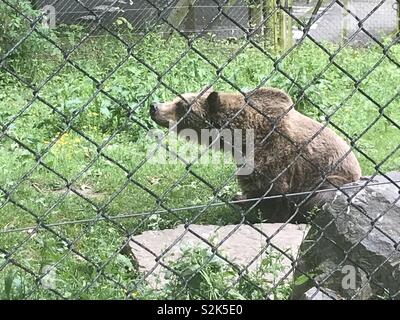 Orso bruno in zoo enclosure Foto Stock