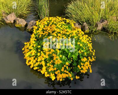 Marsh Calendula o Kingcup ( (Caltha palustris) cresce in un piccolo stagno, UK, alla fine di marzo. Foto Stock