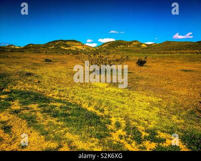 Molla di deserto di fiori selvatici, verde erba, arbusti e le montagne al di là sotto il luminoso cielo blu con nuvole bianche. Foto Stock