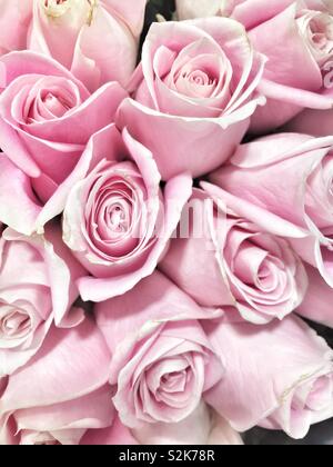Full frame di un profumo di rosa fresca di rose. Foto Stock