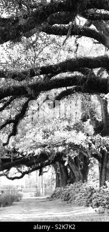 Live Oaks, Magnolia Cemetery, Mobile, Alabama Foto Stock