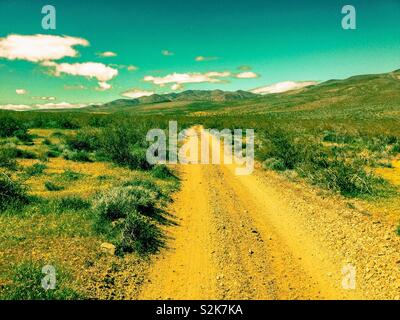 Deserto di strada sterrata in primavera e giallo fiori selvatici, verde erba e arbusti sotto il cielo blu. Strada sterrata che conduce alla montagna. Foto Stock