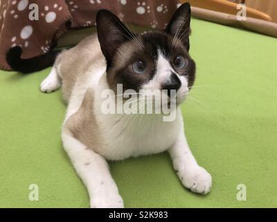 Ritratto di un simpatico gatto con racchette da neve Foto Stock