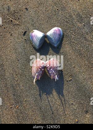 Due prelibate conchiglie sulla spiaggia. Foto Stock