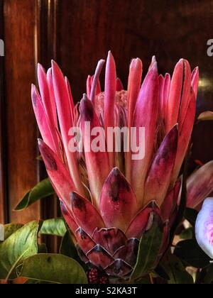 Hot pink Sugarbush protea fiore di apertura. Foto Stock