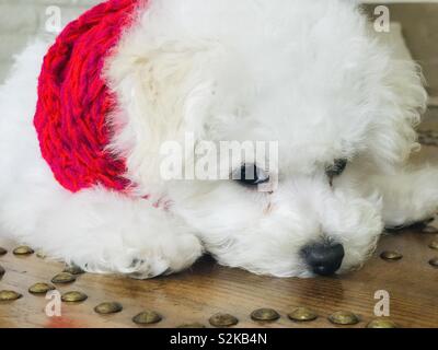 Soffice cucciolo bianco closeup indossando sciarpa rossa su Thai mobili in legno Foto Stock