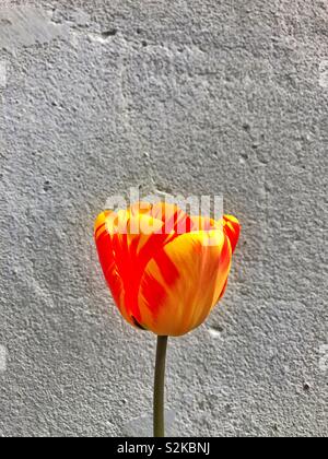 Unico e rosso tulipano giallo contro il grigio di una parete dipinta. Foto Stock