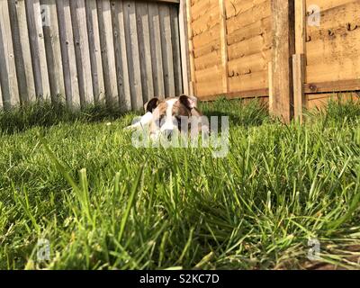 Old Tyme Bulldog cucciolo posa sull'erba Foto Stock