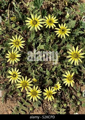 Taraxacum californicum- California tarassaco su Coronado Island in California. Bellissimi fiori di primavera sono ovunque questo anno a causa della pioggia abbondante. Foto Stock