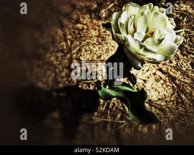 Frilly white tulip in grunge Foto Stock