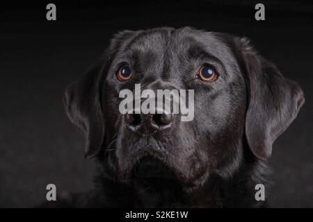 Il Labrador guardando avanti nelle tenebre Foto Stock