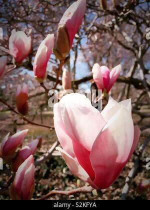Close up di rosa fiori di magnolia su un albero a central park in primavera, NYC, STATI UNITI D'AMERICA Foto Stock