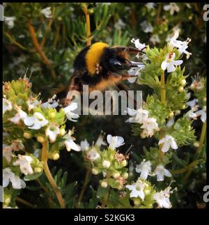 Bumble Bee su fioritura di timo, Catalogna, Spagna. Foto Stock