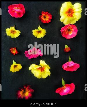 Primula di coloratissimi fiori. Foto Stock