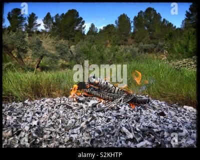 Oliveto falò, la Catalogna, Spagna. Foto Stock