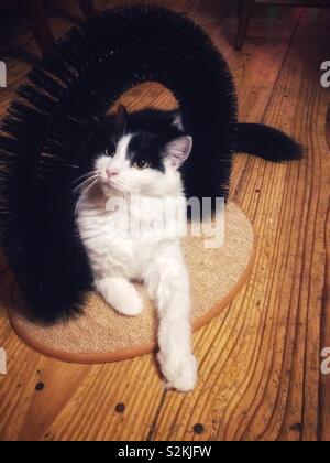 Longhaired in bianco e nero di kitty poggia sul suo gatto dispositivo di spazzolatura Foto Stock