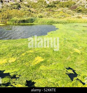 Le Alghe verdi su un flusso di acqua dolce in Algarve Foto Stock