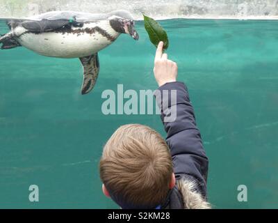 Un bambino gioca con un pinguino Foto Stock