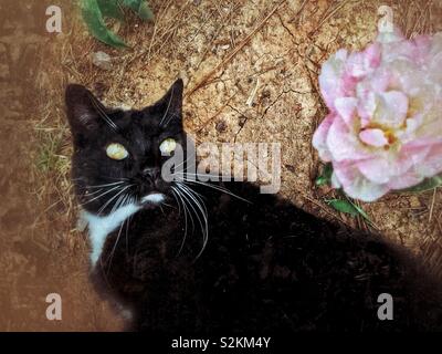 Bianco e nero Tuxedo kitty occhi frilly pink tulip da terra Foto Stock