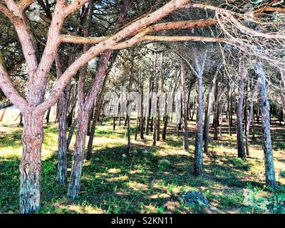 La luce del sole attraverso gli alberi di pino Foto Stock