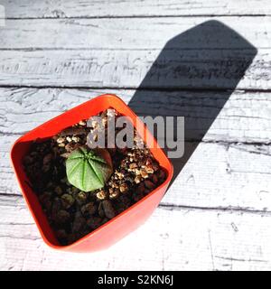 Una Euphorbia obesa di piante succulente e di ombra. Foto Stock