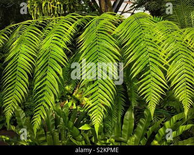 Perfetto fresche fronde del Dioon spinulosum, dioon gigante, o gomma palma cresce nel giardino. Foto Stock