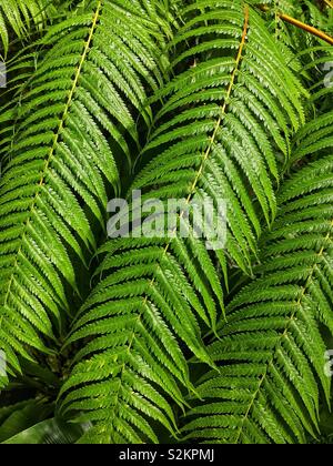 Telaio completo di fresco verde Dioon spinulosum, dioon gigante, e gomma di fronde di palme che crescono in un giardino. Foto Stock