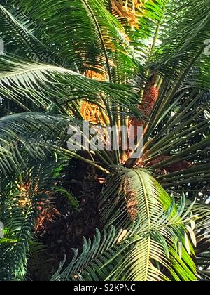 Telaio completo di fresco verde Dioon spinulosum, dioon gigante, e gomma di fronde di palme che crescono in un giardino. Foto Stock