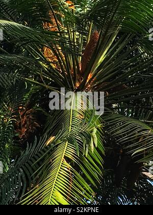 Telaio completo di fresco verde Dioon spinulosum, dioon gigante, e gomma di fronde di palme che crescono in un giardino. Foto Stock