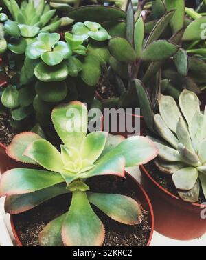 Primo piano di varie piante succulente in vasi Foto Stock