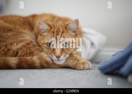 Lo zenzero, arancione dal pelo corto Tom cat che stabilisce di guardare direttamente la telecamera che poggia il mento sulla sua proteso le zampe e la sua coda nascosto nel suo mento. Foto Stock