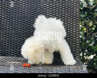 Peloso cucciolo bianco lo sniffing poco brillante fiore rosso scuro sulla sedia all'aperto nel giardino alberato. Foto Stock