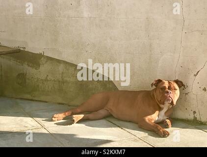 Old Tyme Bulldog Foto Stock