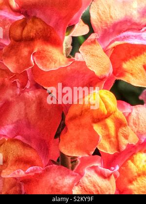 Rosa caldo e arancio bella perfetto Matthiola incana, annoso stock, night-stock profumati, sera profumata di stock, tenweeks stock. Foto Stock