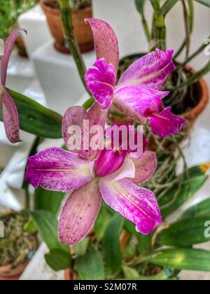 Potted rosa e le orchidee bianche. Foto Stock